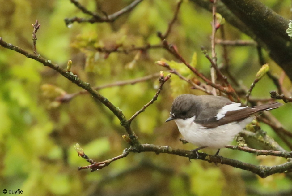 Ik maak het bont - Vogels - Bonte Vliegenvanger