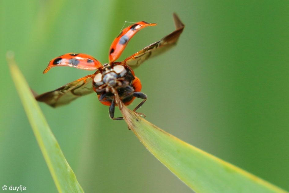 Ik vertrek - Geleedpotigen - Aziatisch Lieveheersbeestje