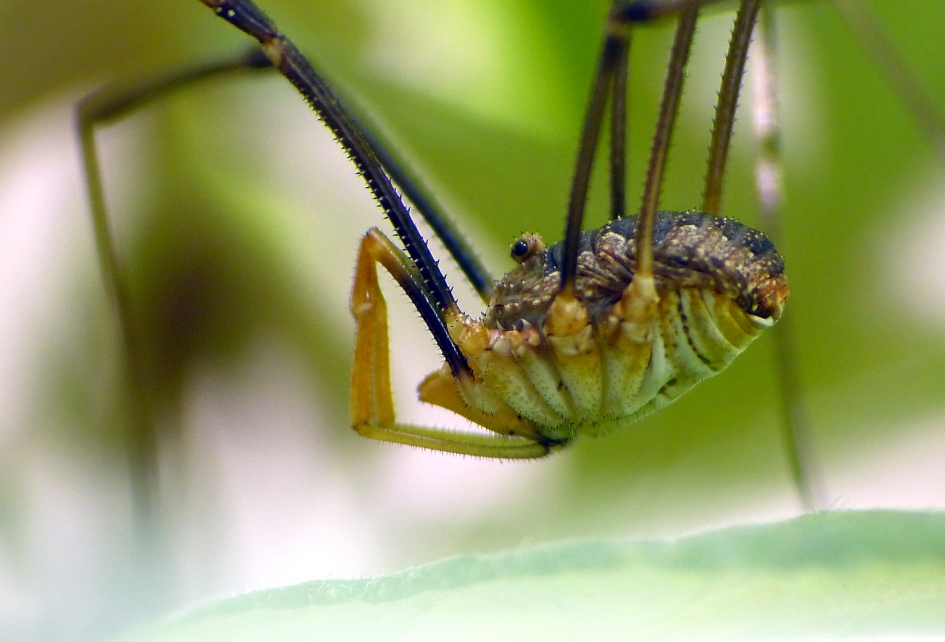 I'm not ugly - Geleedpotigen - Hooiwagen