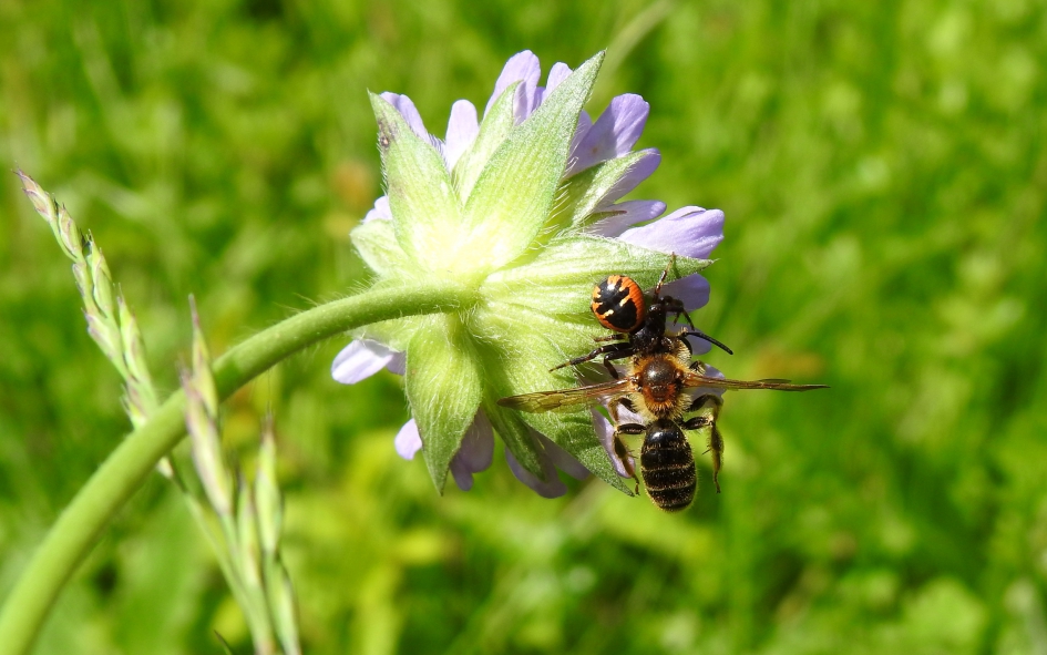 In de greep van Napoleon - Geleedpotigen - Blinkende krabspin