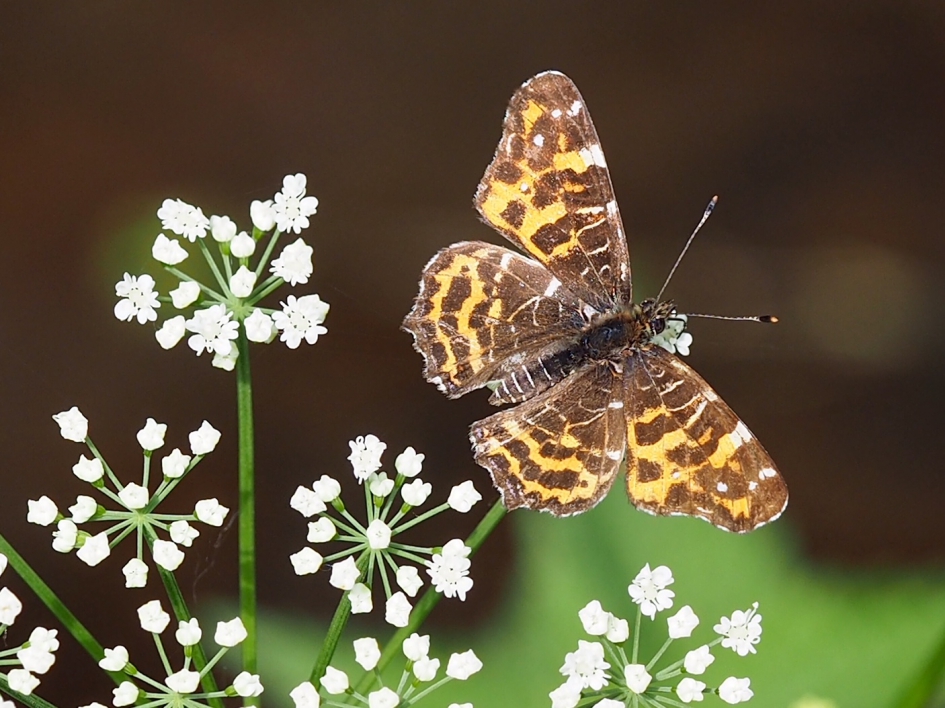 In het beekdal - Geleedpotigen - Landkaartje, voorjaarsgeneratie