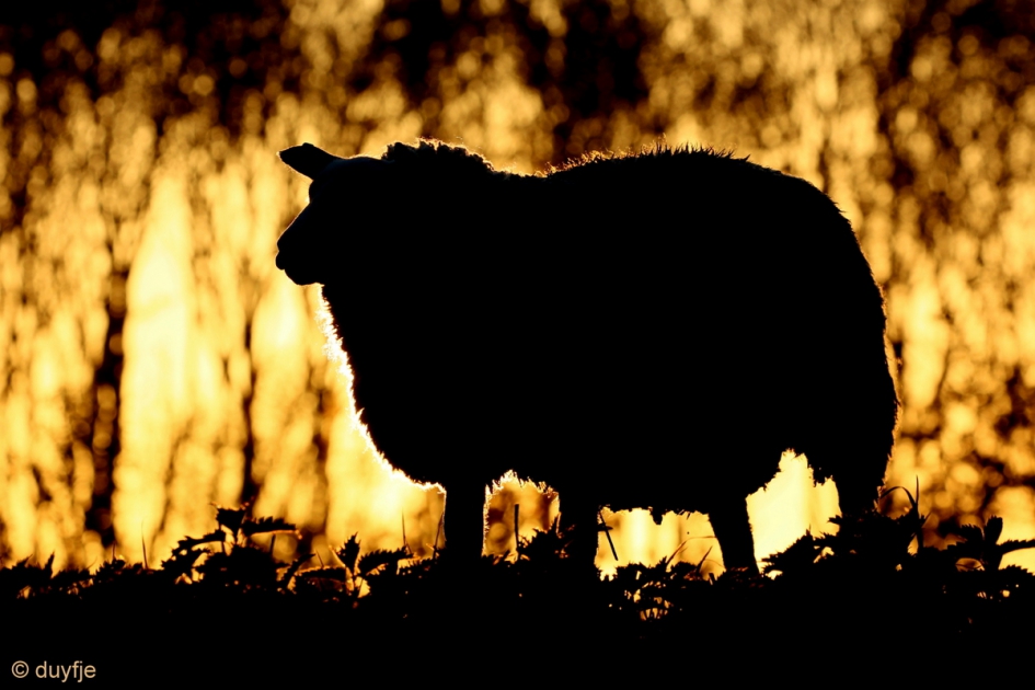 In vuur en vlam - Zoogdieren - Schaap