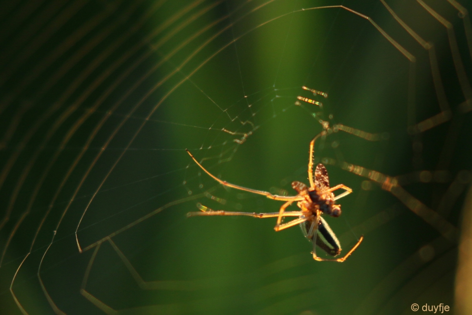 Inpakken en wegwezen - Geleedpotigen - Spin