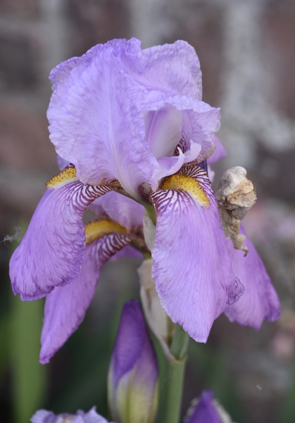 Iris - Planten - 