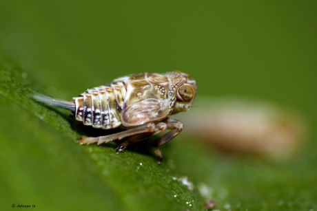 Issus coleoptratus (nimf)