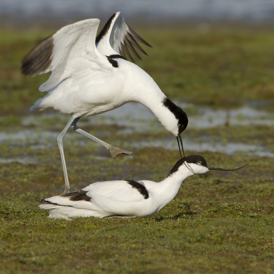 It giet oan ! - Vogels - Kluut
