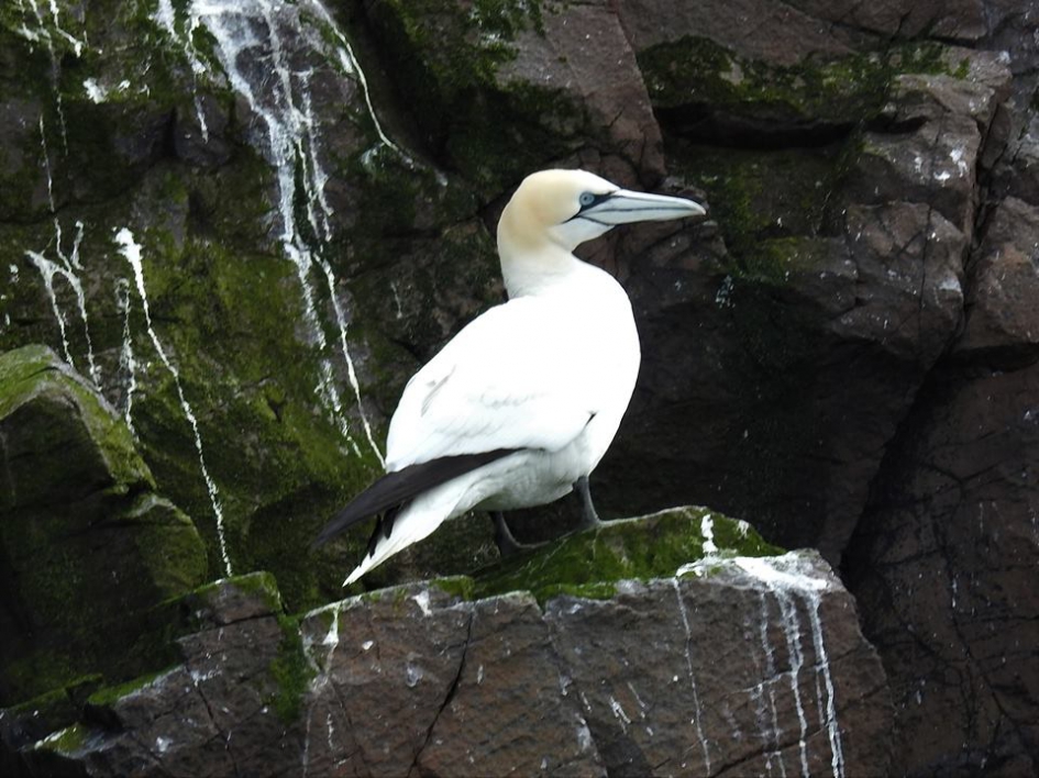 Jan van Gent op de steile kliffen - Vogels - Jan van Gent