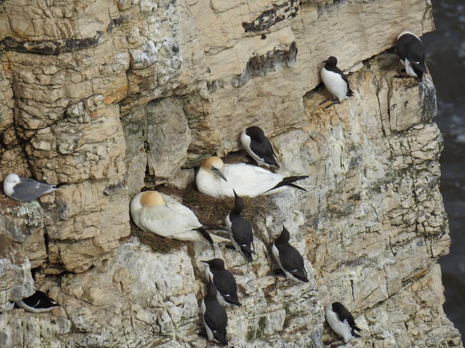 Jan van Genten op hun nest, omringd door Zeekoeten. - Vogels - Jan van Gent en Zeekoet