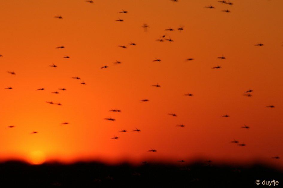 Jeuk!! - Geleedpotigen - Muggen