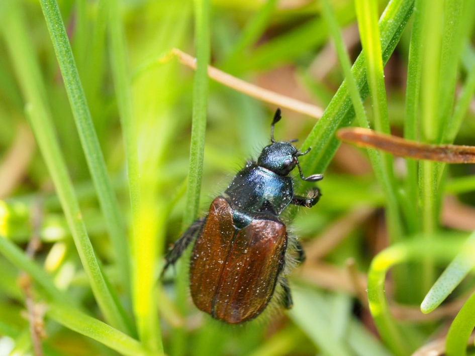 Johannes- of rozenkever - Geleedpotigen - Johannes- of rozenkever