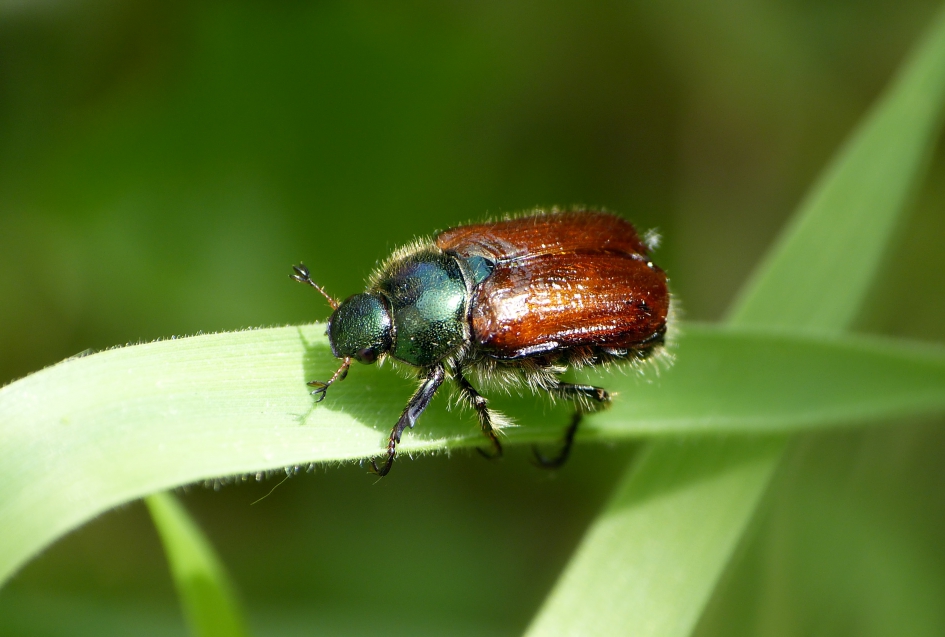 Johanneskever - Geleedpotigen - Johanneskever