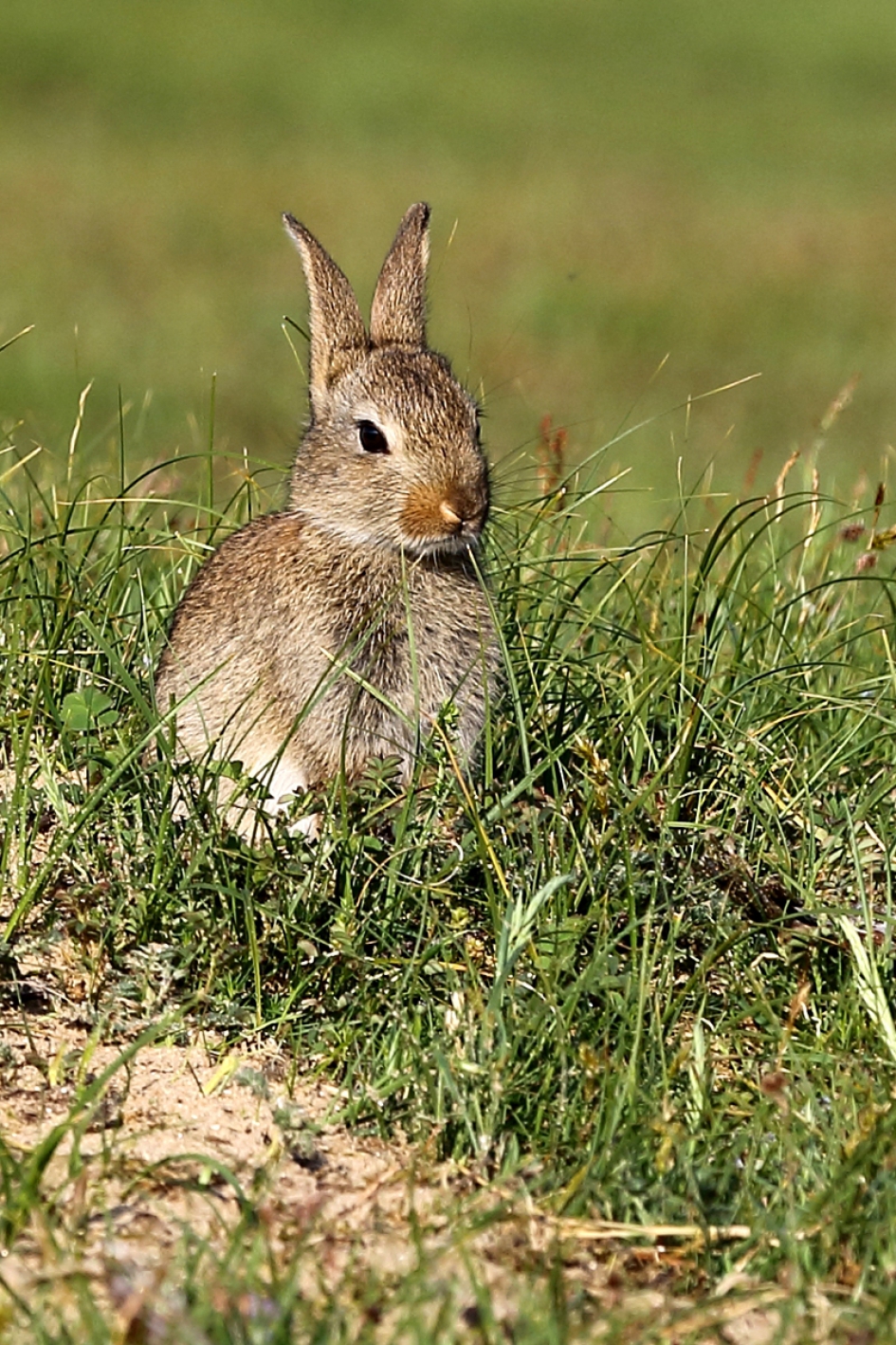 jong konijn - Zoogdieren - 