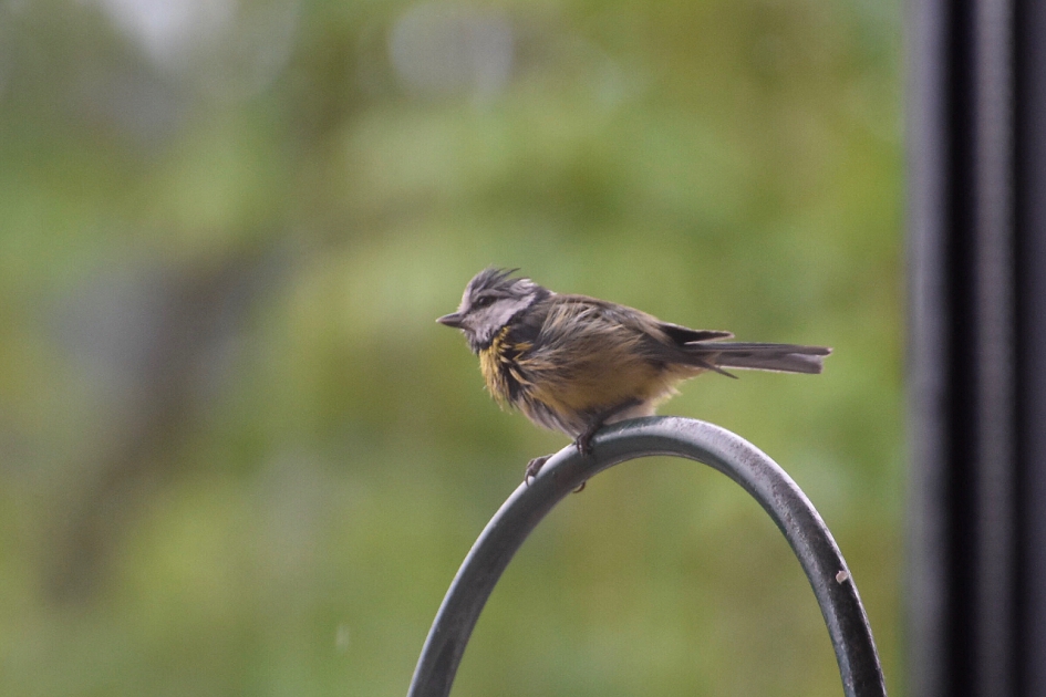 Jong meesje - Vogels - 