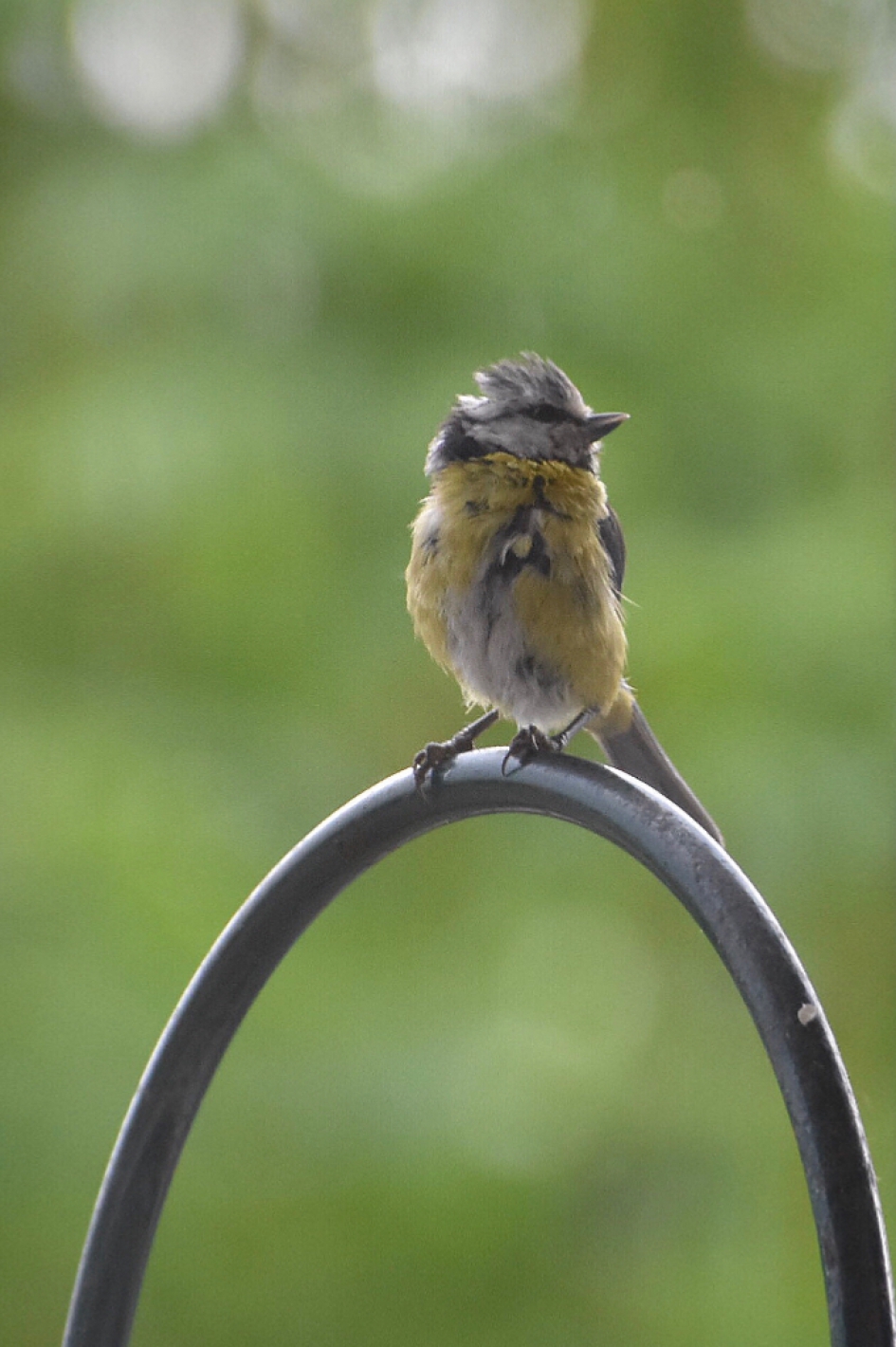 Jong meesje - Vogels - 