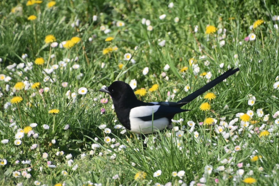 Jonge ekster - Vogels - 
