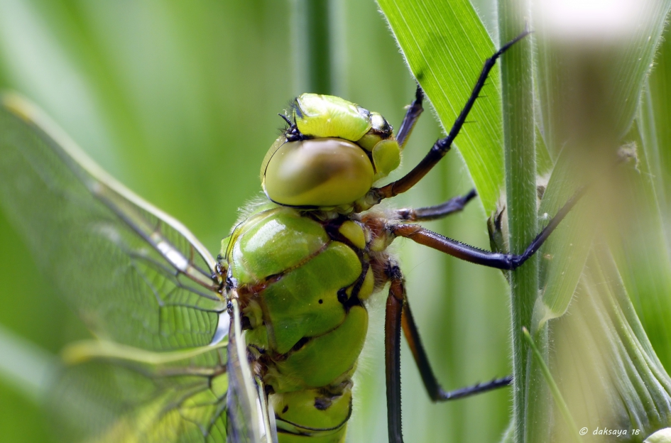 Jonge keizerlibel - Geleedpotigen - 