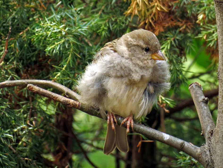 jonge mus - Vogels - Huismus