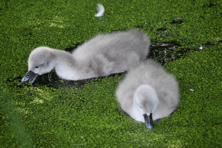 Jonge zwaantjes - Vogels - 