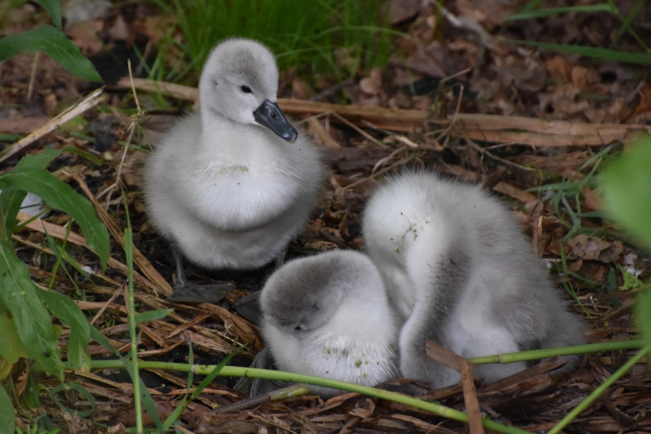 Jonge zwaantjes - Vogels - 