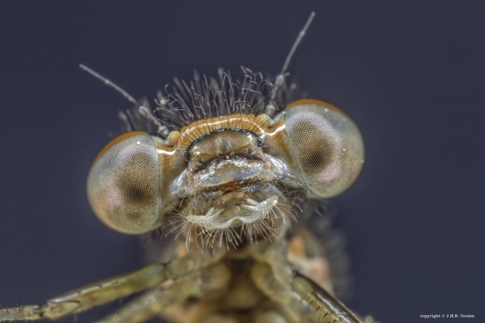 Juffer - Geleedpotigen - Juffer