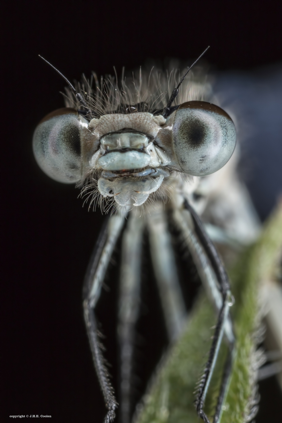 Juffer - Geleedpotigen - Juffer