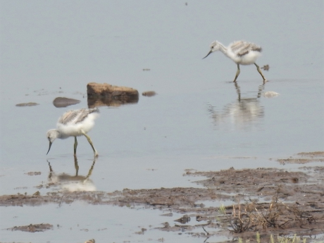 Juveniele kluten foerageren in het ondiepe water.