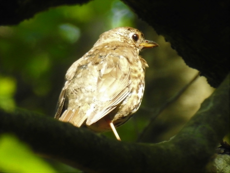 Juveniele lijster verscholen tussen de takken.