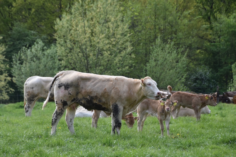 Kalfjes - Zoogdieren - 