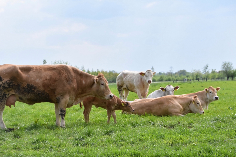 Moeder met kalf - Zoogdieren - 