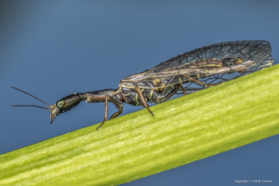 Kameelhalsvlieg (Xanthostigma xanthostigma) - Geleedpotigen - Kameelhalsvlieg