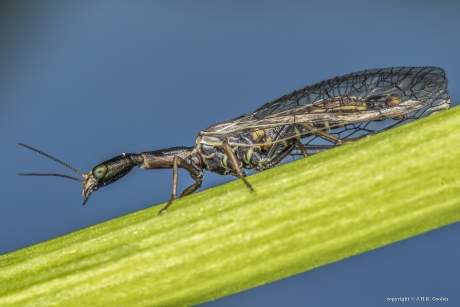 Kameelhalsvlieg (Xanthostigma xanthostigma)