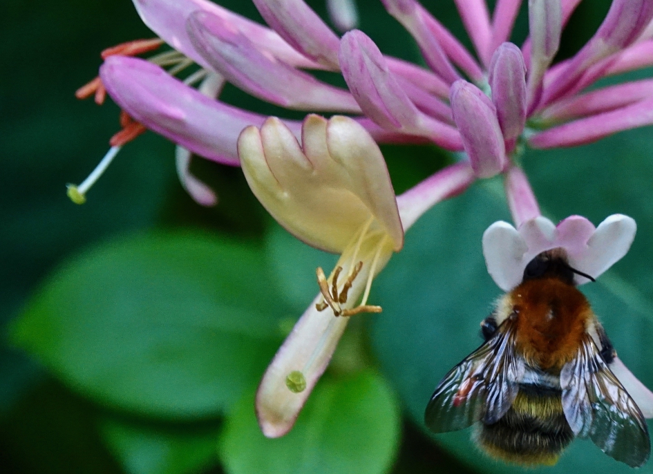Kamperfoelie - Planten - Kamperfoelie