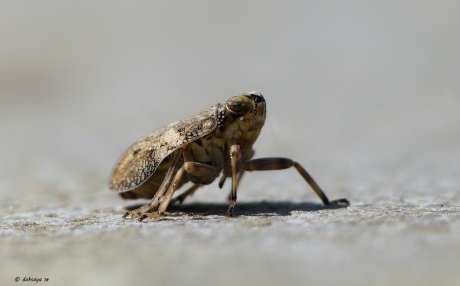 Kan het niet laten...