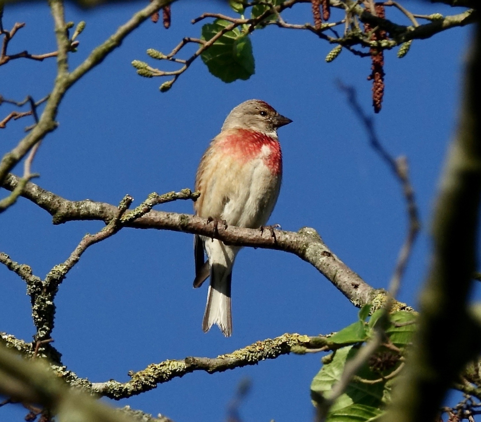 Karmijnrood - Vogels - Kneu