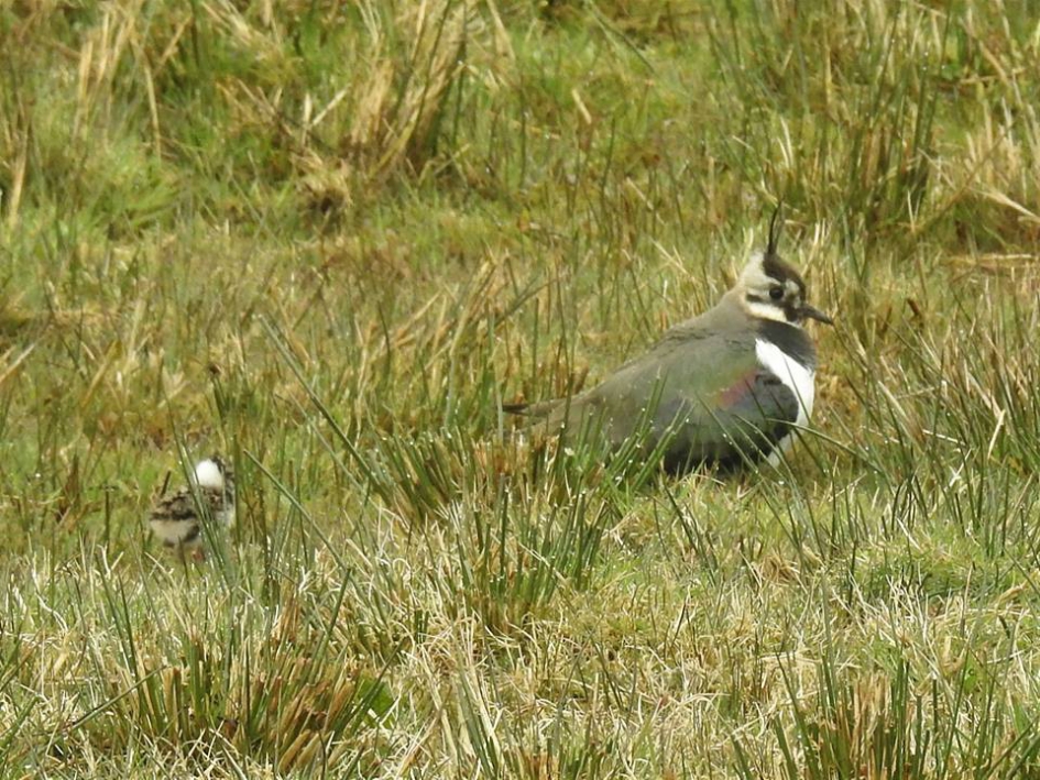 Kievitkuiken en moeder met kuikens onder zich - Vogels - Kievit