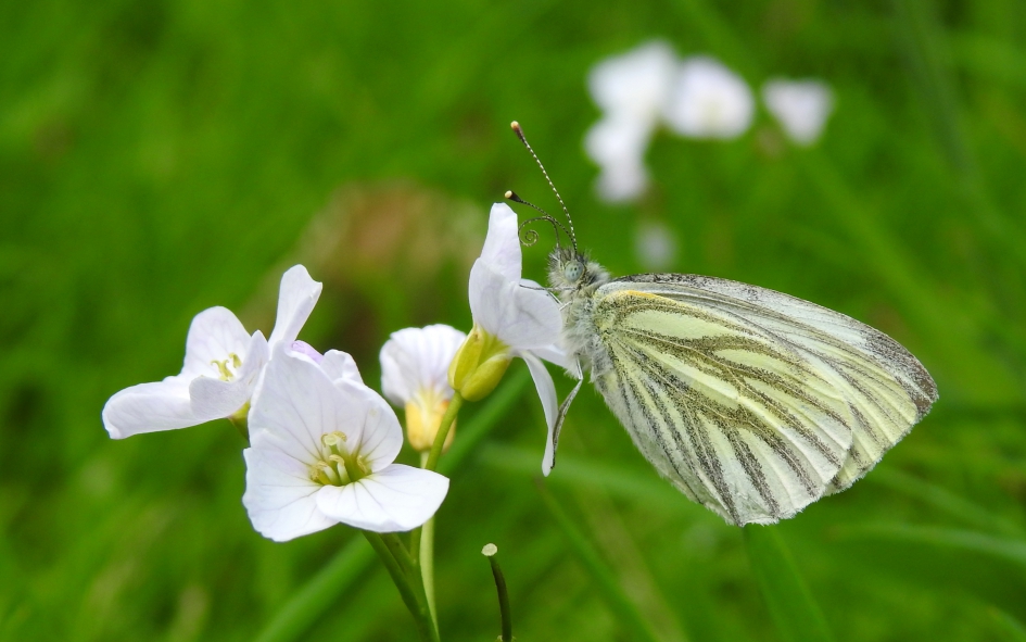 Klein geaderd witje - Geleedpotigen - Klein geaderd witje