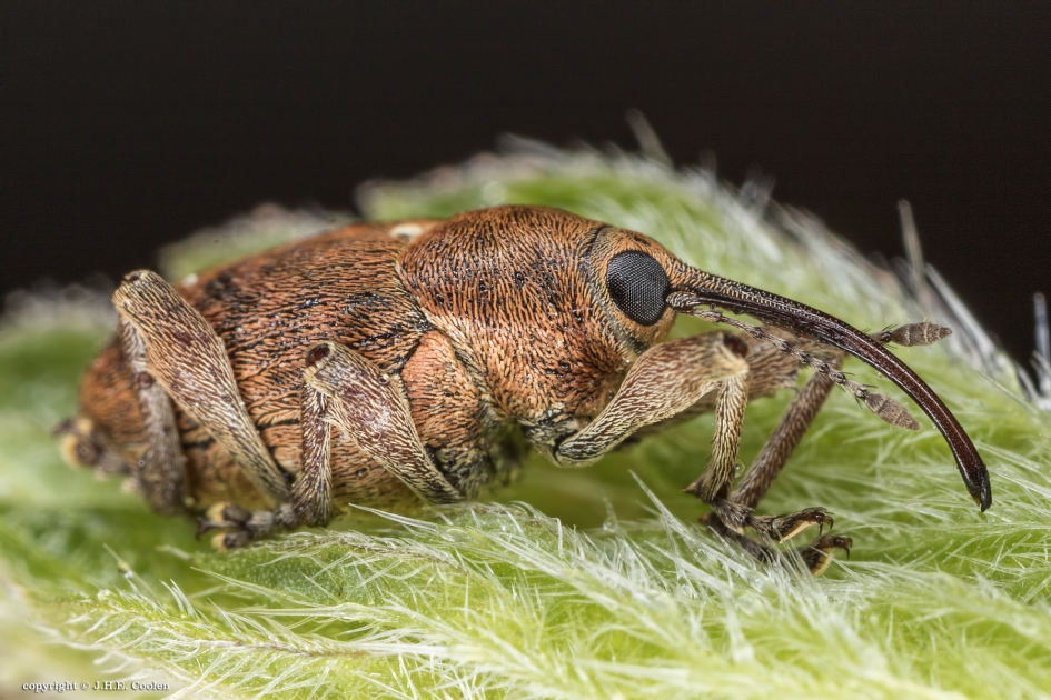 Kleine eikenboorsnuitkever - Geleedpotigen - kleine eikelboorsnuitkever