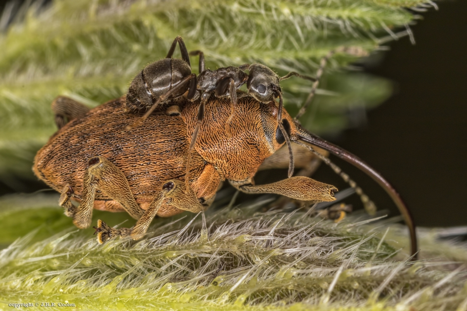 Kleine eikenboorsnuitkever - Geleedpotigen - kleine eikelboorsnuitkever/ mier