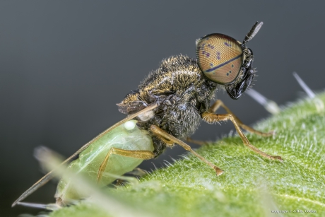 Kleine moeraswapenvlieg (Oplodontha viridula)