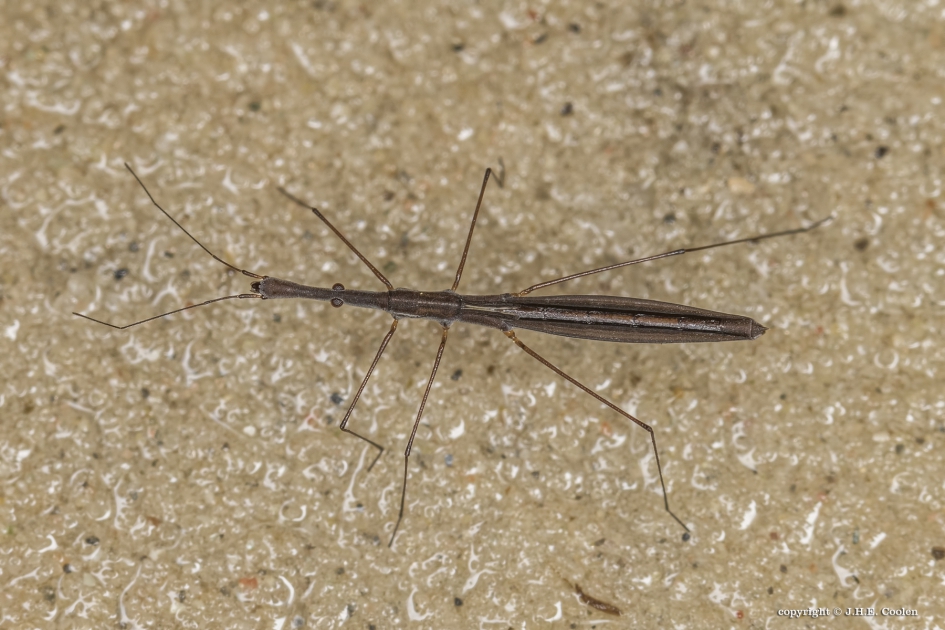 Kleine vijverloper - Geleedpotigen - Kleine vijverloper