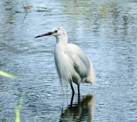 Kleine Zilverreiger