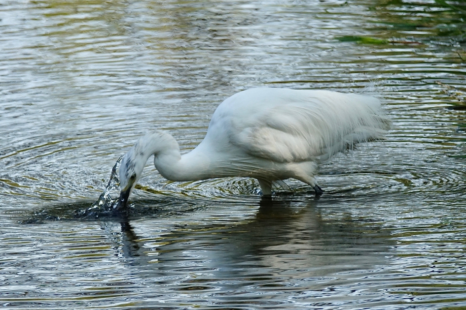 Kleine Zilverreiger - Vogels - Kleine Zilverreiger