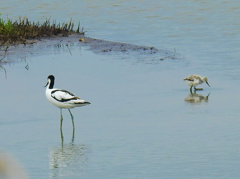 Kluut met kuiken2 - Vogels - Kluut
