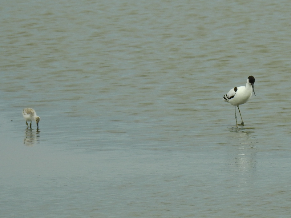 Kluut met kuiken - Vogels - Kluut