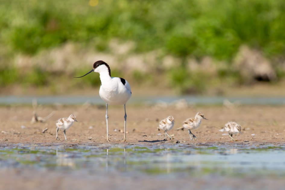 Kluut met pullen - Vogels - Kluut