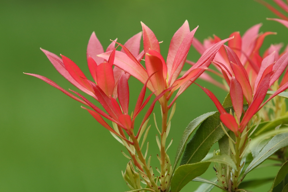 knalrood - Planten - 