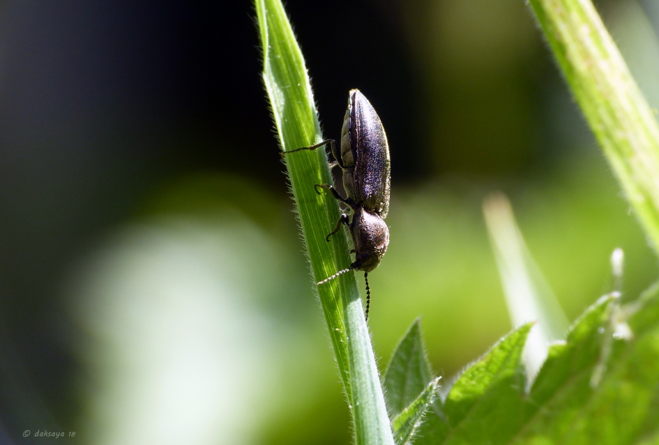 Kniptor - Geleedpotigen - 