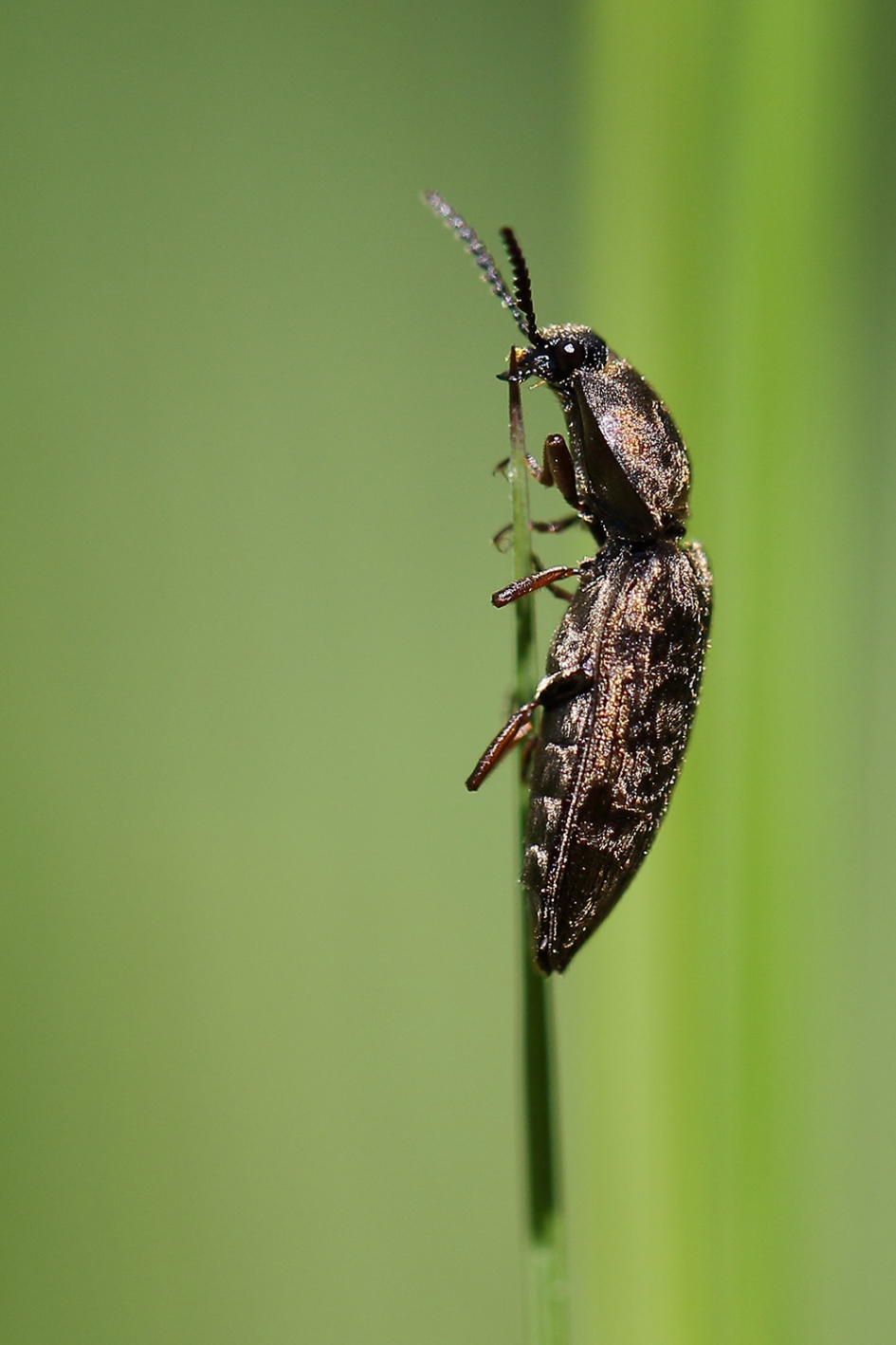 kniptor - Geleedpotigen - 