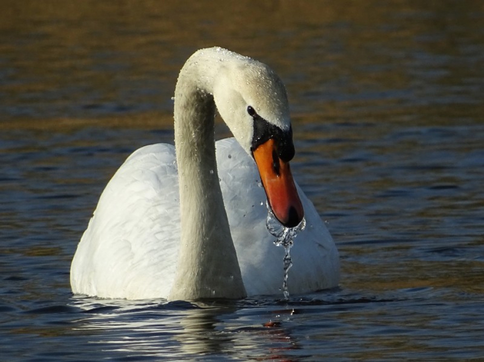 Knobbelzwaan - Vogels - 