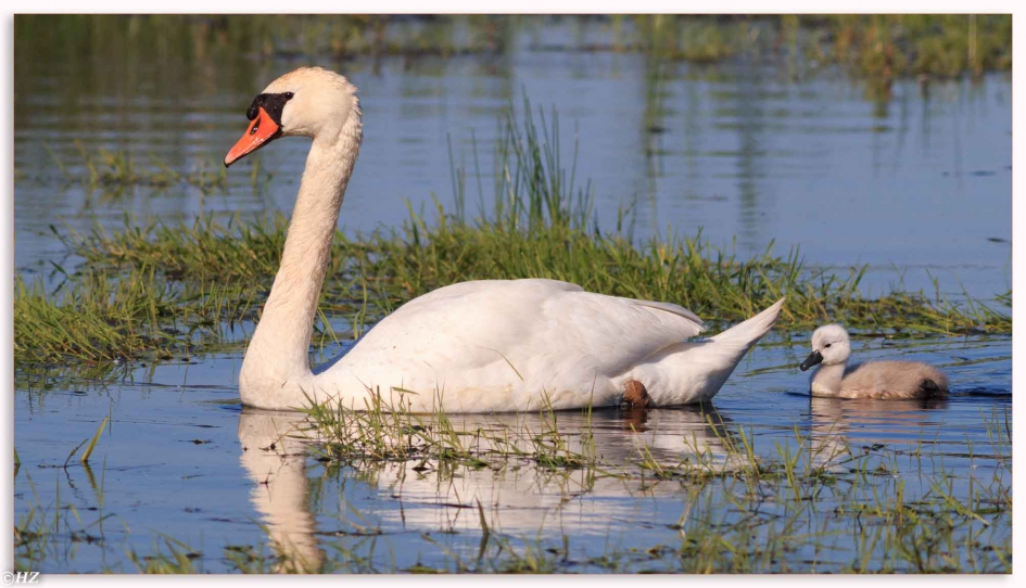 knobbelzwaan - Vogels - 